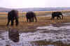 chobe-elefant03.jpg (73543 bytes)