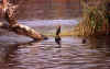chove-1pajaro.jpg (53384 bytes)