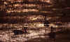 chove-patos.jpg (71018 bytes)
