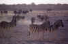 etosha-cebras.jpg (76311 bytes)