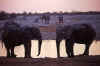 etosha-elefantes.jpg (67736 bytes)