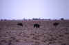 etosha-ostrukak.jpg (60244 bytes)