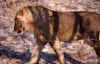 etoshaleon02.jpg (45147 bytes)