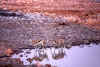 etoshareflejos.jpg (75549 bytes)