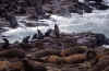 focas01.jpg (81296 bytes)