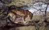 leopardo-arbol.jpg (98259 bytes)