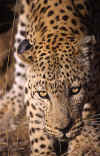 leopardo-cara02.jpg (81311 bytes)