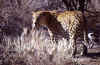 leopardo01.jpg (61766 bytes)