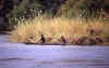 popafalls-barca02.jpg (70558 bytes)
