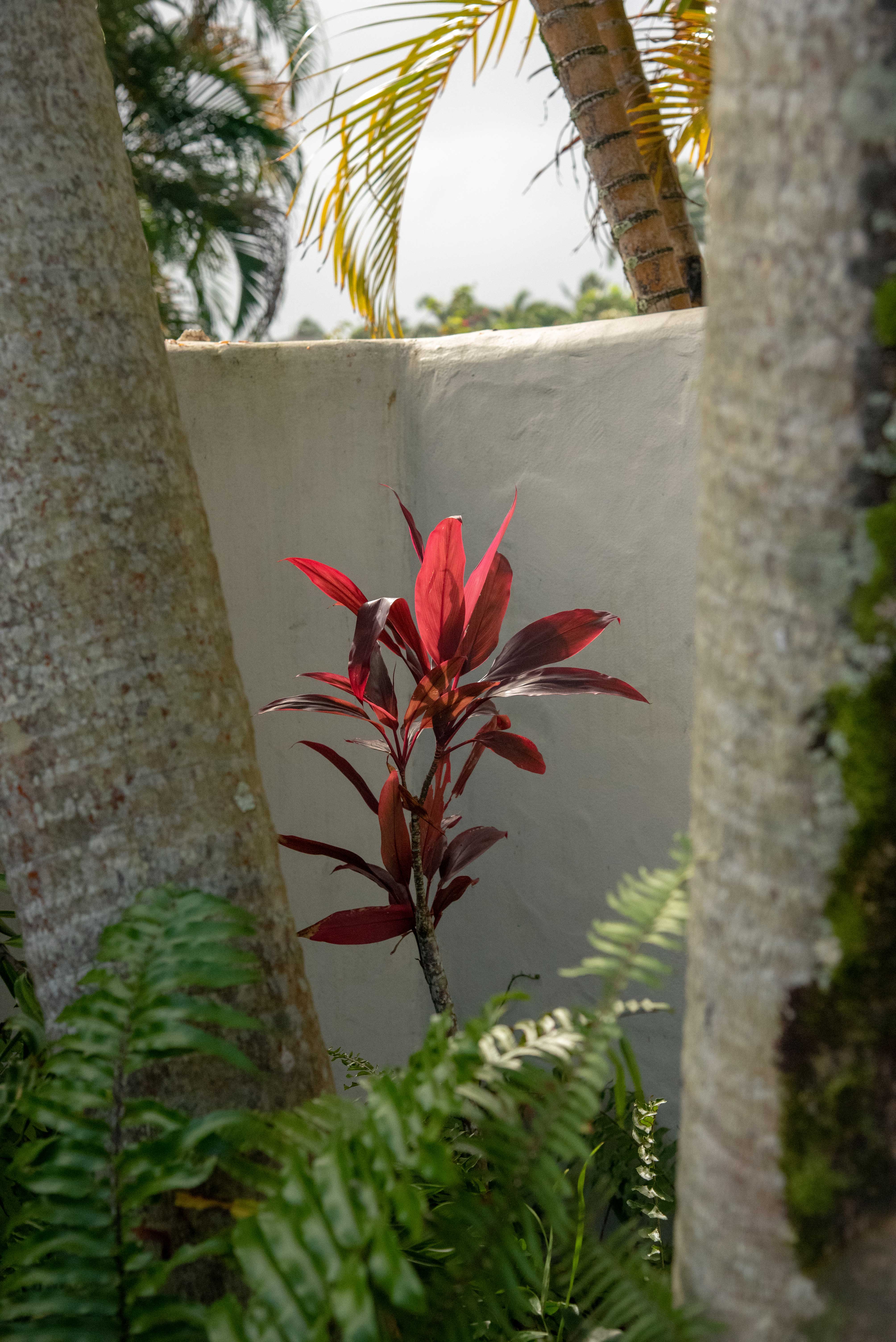 trees and tropical plant