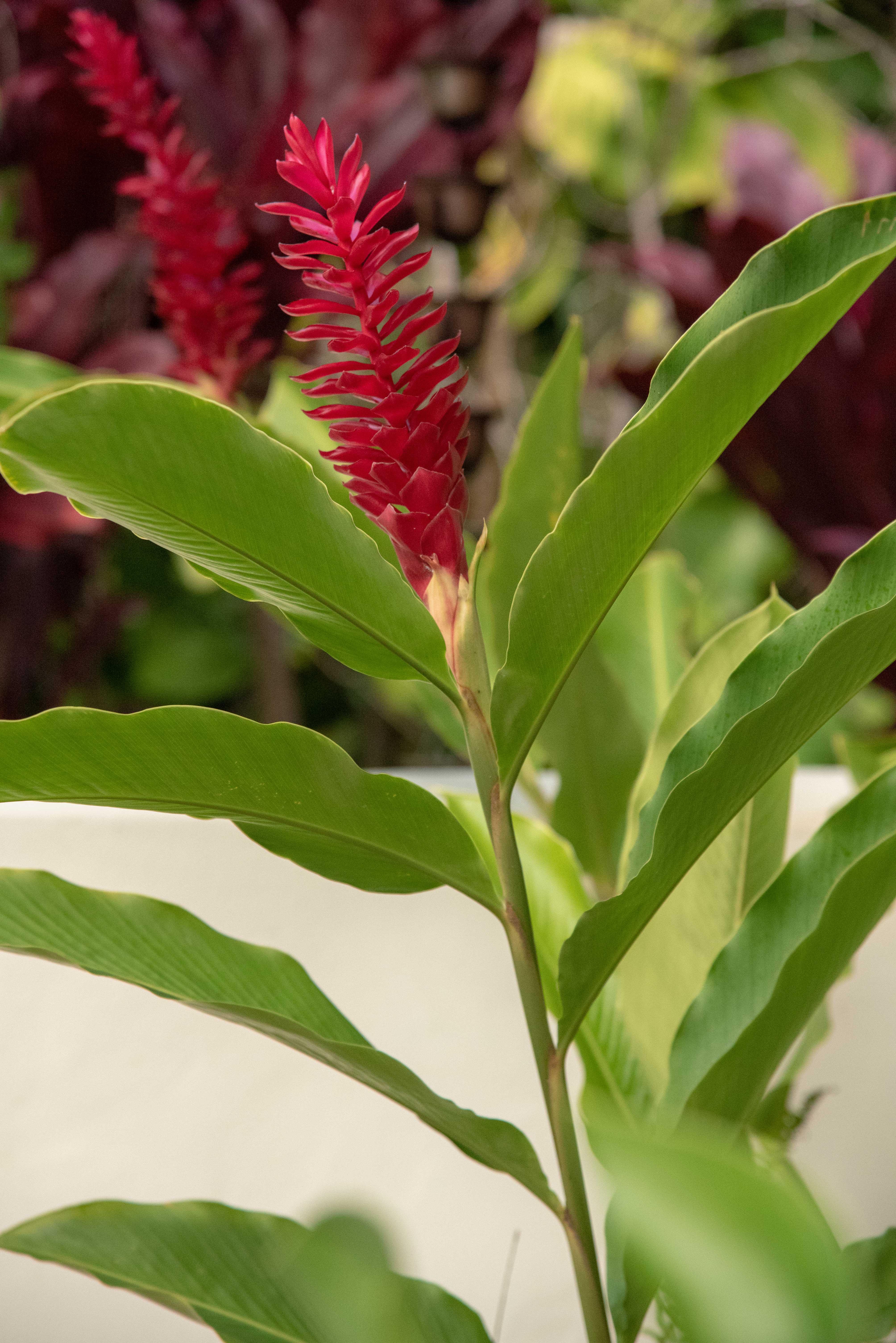 tropical red flower