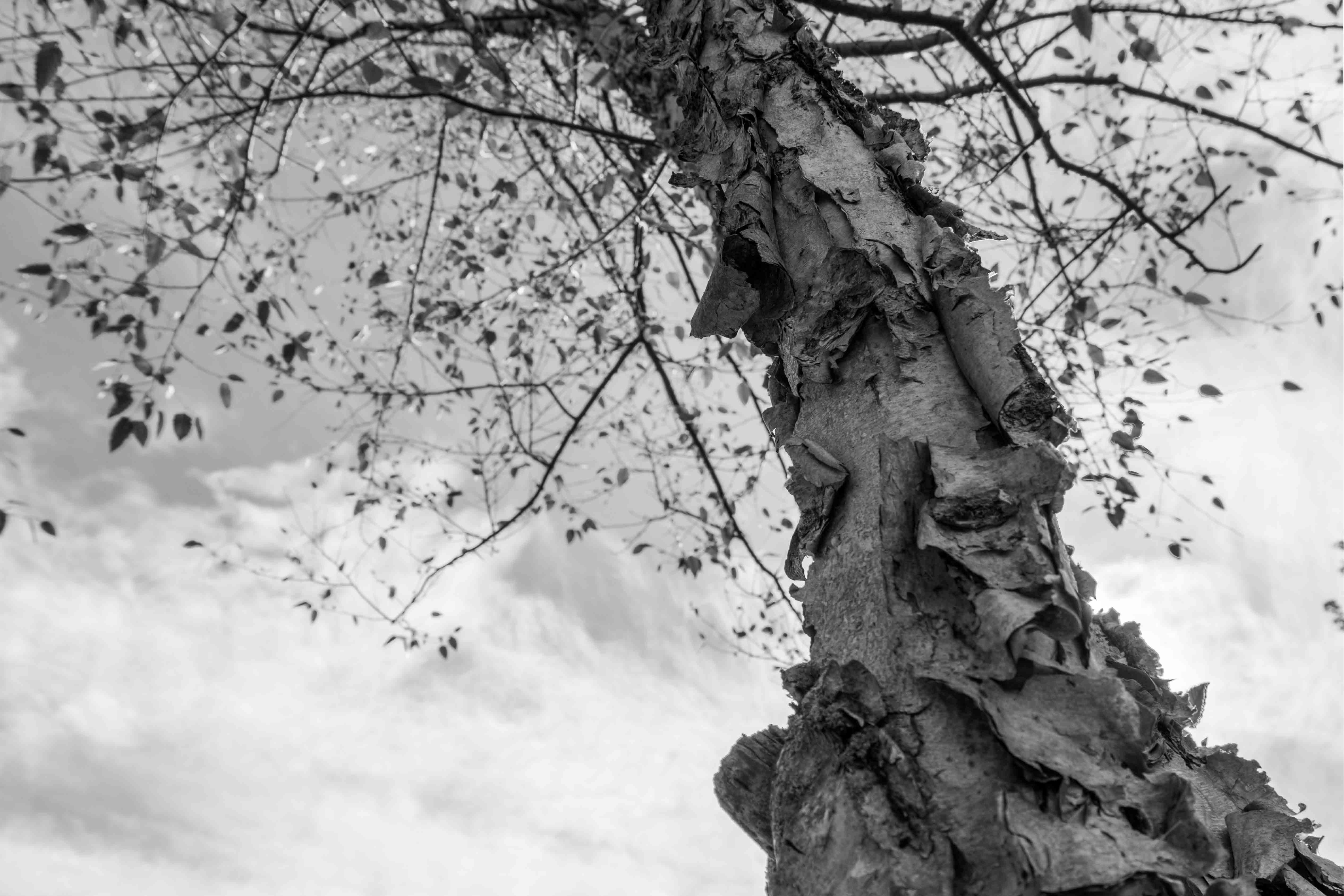 Birch tree HDR