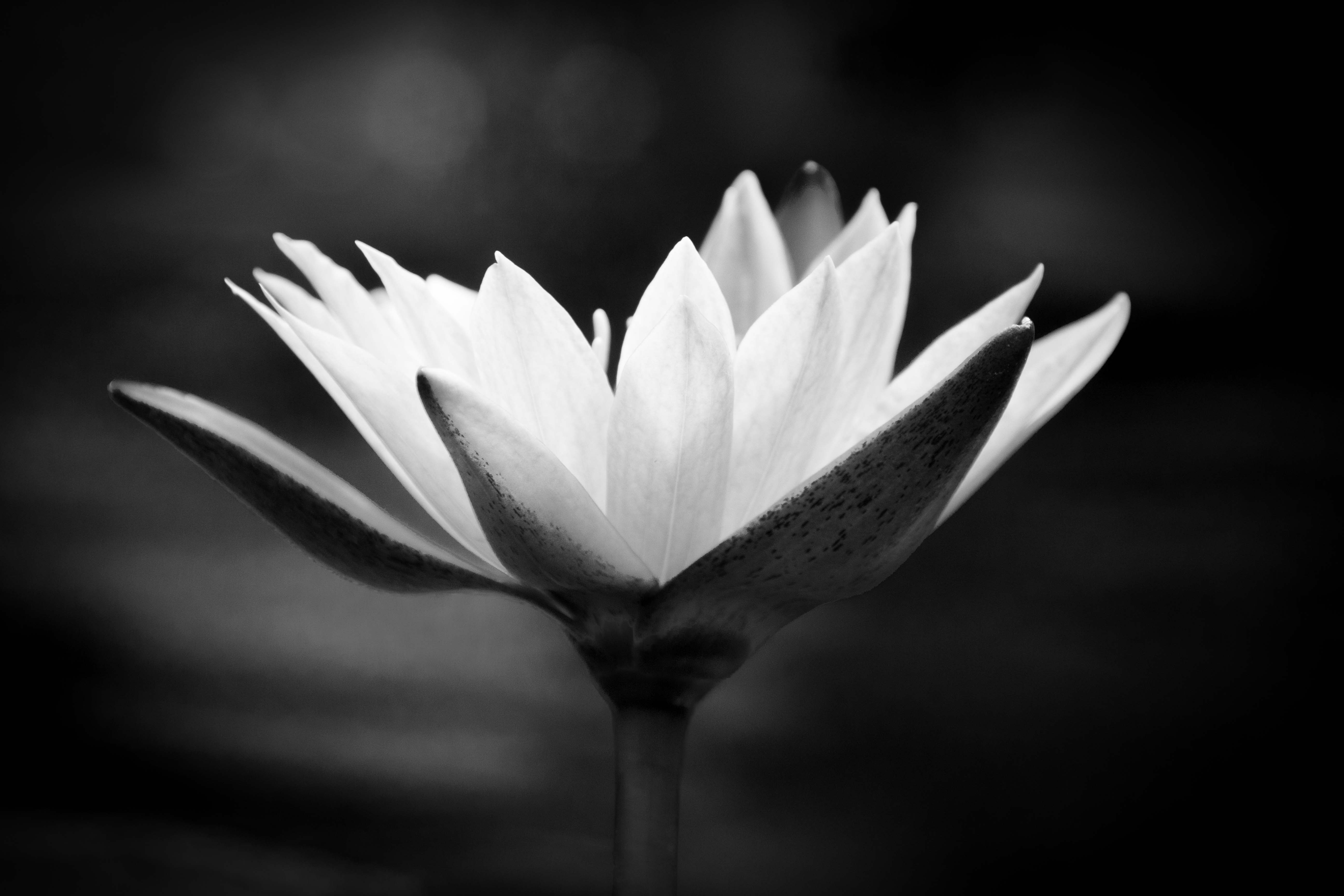 Water lily