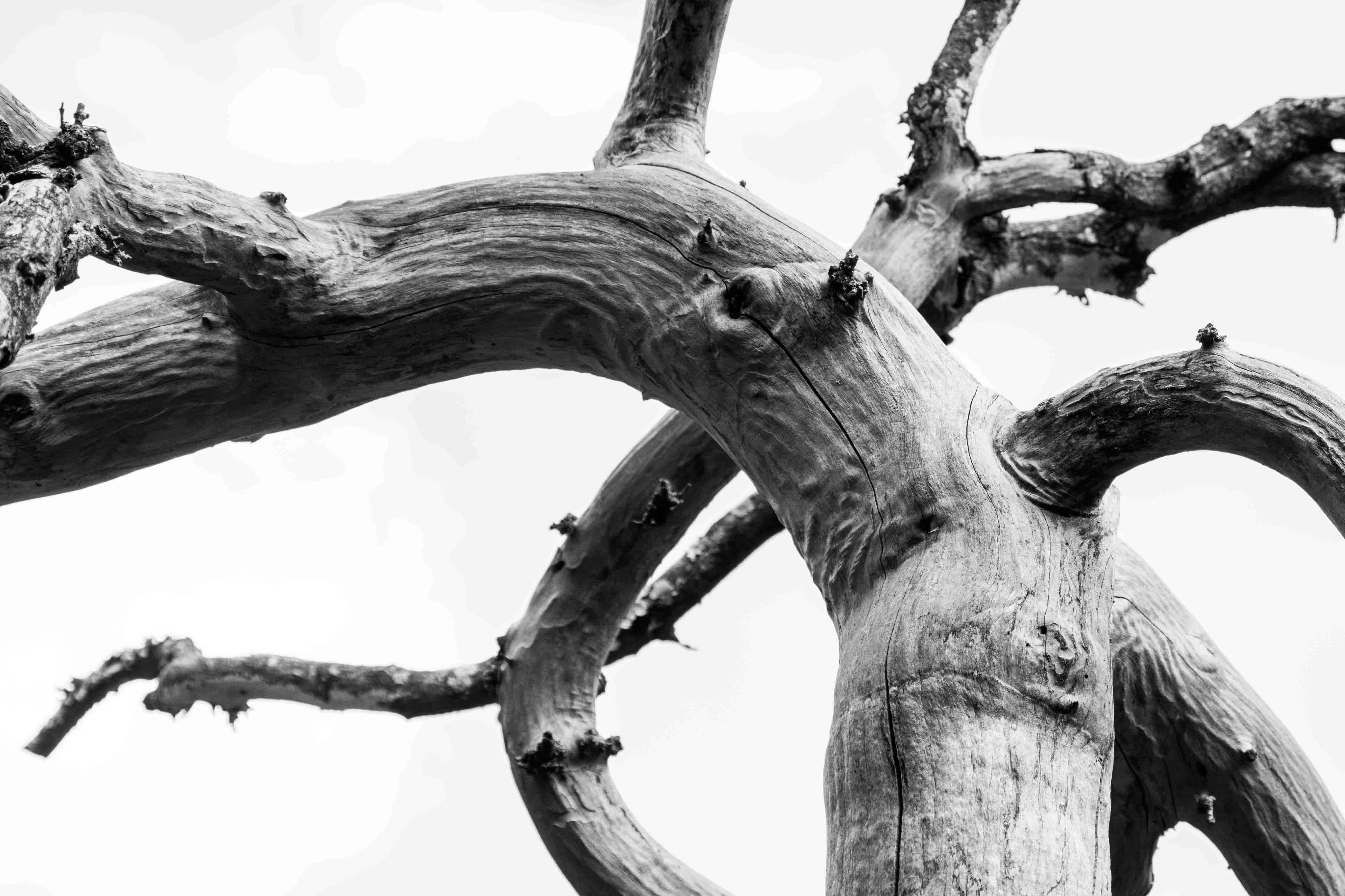 Gnarly branches