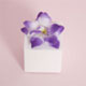 orchid favor boxes
