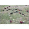 Parrots in Queensland