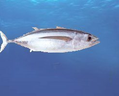 Albacore Tuna