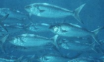 School of Kahawai