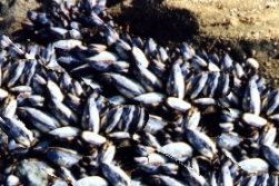 Mussel