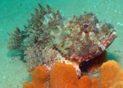 Scorpion fish (Little Barrier Island)