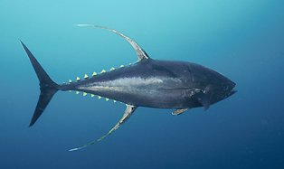 Yellowfin Tuna