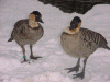 Konaandmama.gif (286321 bytes)