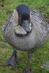 Konacls1.gif (180681 bytes)