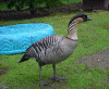 NeneMa.gif (219222 bytes)