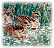 birds