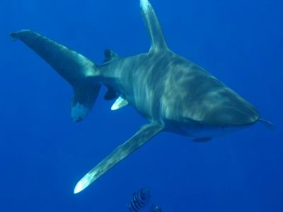 Wei&szlig;spitzen Hochseehai Longimanus, aufgenommen in &Auml;gypten, Shaab Sharm beim Schnorcheln