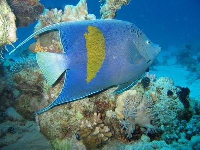 Arabischer Kaiserfisch - bis zu 50cm.