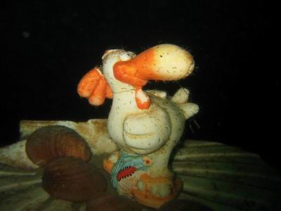 Ente im Wolfgangsee