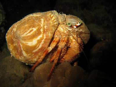 Einsiedlerkrebs - Anemonentr&auml;ger, bis zu 10 cm. Tr&auml;gt einige Anemonen auf seinem Geh&auml;use, die er beim Umzug in ein gr&ouml;&szlig;eres Haus mit &uuml;besiedelt.