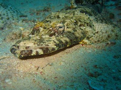 Teppich-Krokodilfisch