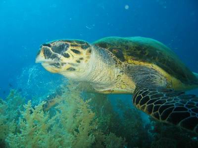 Meeres-Schildkr&ouml;te, hier beim Genu&szlig; von Weichkorallen in Ras Mohammed