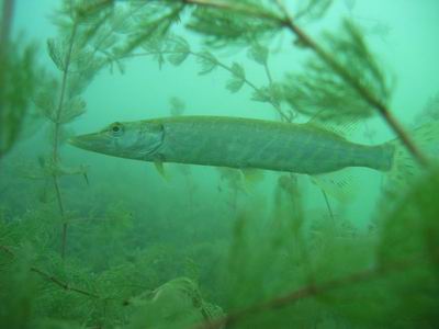 Baby-Hecht im Pichlinger See