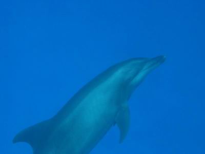 Delfin, gro&szlig;er T&uuml;mmler. Ich habe sie bisher immer nur beim Schnorcheln gesehen.