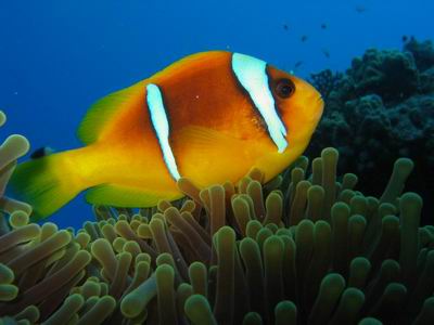Rotmeer Anemonenfisch, Clownfisch - bis zu 11cm. Ein sehr bekannter, aber aggressiver kleiner Fisch. zum Gl&uuml;ck ist er so klein. Wenn Haie so aggressiv w&auml;ren wie der Clownfisch, niemand mehr d&uuml;rfte sich ins Wasser trauen.