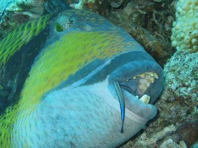 Riesen-Dr&uuml;ckerfisch - bis zu 75cm. einer der Fische, vor denen ich den gr&ouml;&szlig;ten Respekt habe. Wenn der Fisch sein Nest bewacht, greift er sofort an. Und Bei&szlig;erchen dazu hat er.
