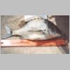 bemm_river_bream_1_0303.html