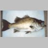 bemm_river_estuary_perch_1_0303.html