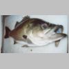 bemm_river_estuary_perch_2_0303.html