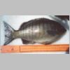 bemm_river_luderick_1_0303.html