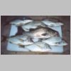 bemm_river_mixed_bag_4_0303.html