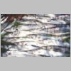 black_rock_couta_1199.html