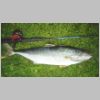 black_rock_kingfish_1_0200.html