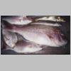 black_rock_mixed_bag_2_1099.html