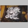 black_rock_pinkies_4_0101.html