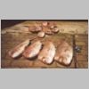 black_rock_snapper_2_1102.html