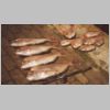 black_rock_snapper_3_1102.html